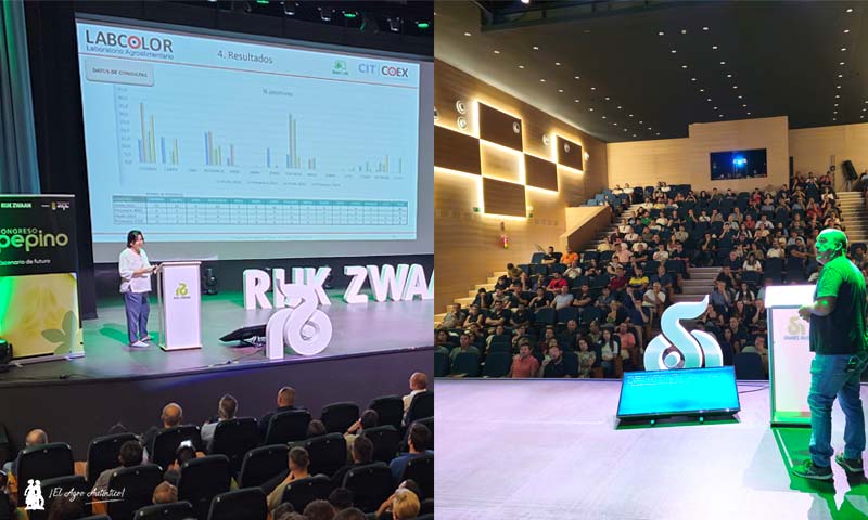 ⚠️🥒CCYV y MWMV acechan como nuevas virosis en pepino🥒
agroautentico.com/2024/06/ccyv-y…

<a href="/rijkzwaanES/">Rijk Zwaan ES</a> 
<a href="/innovamosjuntos/">Innovamos Juntos</a> 

👉Cucurbit chlorotic yellow virus (CCYV), transmitido por mosca, y Moroccan watermelon mosaic virus (MWMV) por pulgones son las dos nuevas virosis documentadas en el
