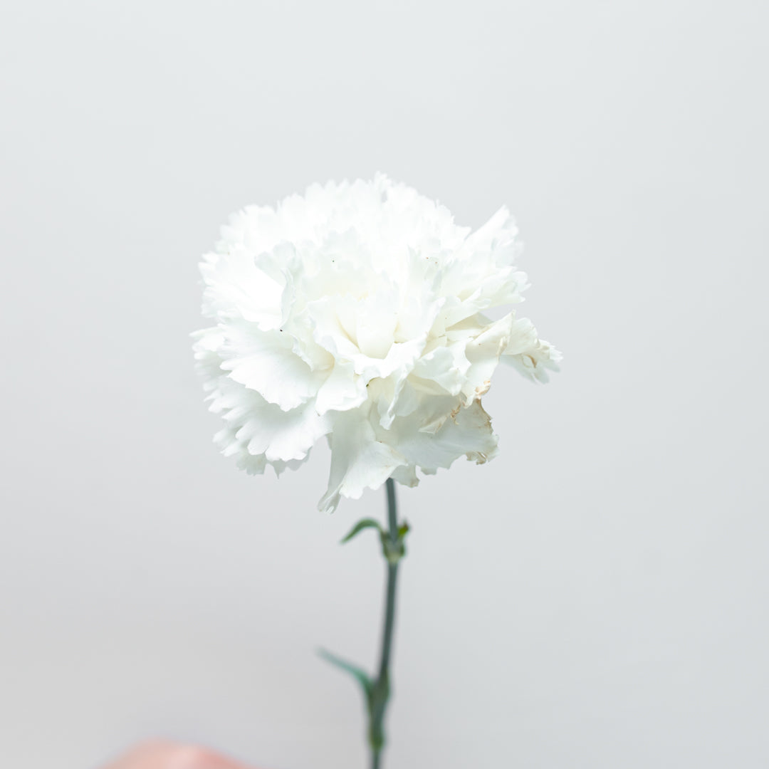 Naruchatiny's tweet photo. ✨ Clavel = Belleza ✨

Creo que no hace falta tanta palabrería, cuando simplemente contemplandolo podemos decir que es una persona realmente muy bella.

Aunque me gustaría destacar, más allá de lo que podemos observar visualmente. Yeosang es una persona (+) https://t.co/Dw9i8j8D7f