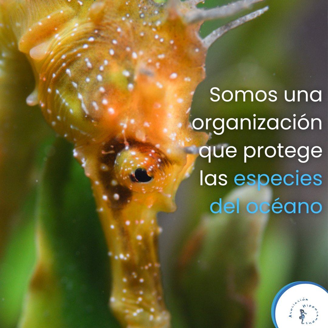 Asociación Hippocampus tweet media