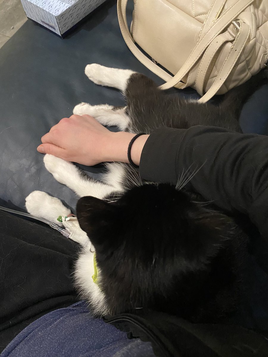 Pr1maDoll's tweet photo. Last night I unexpectedly had to say goodbye to my goofball Tuxie. I will be a sad cat mom for a while 🐈‍⬛💕 https://t.co/IBaM7ebnNo