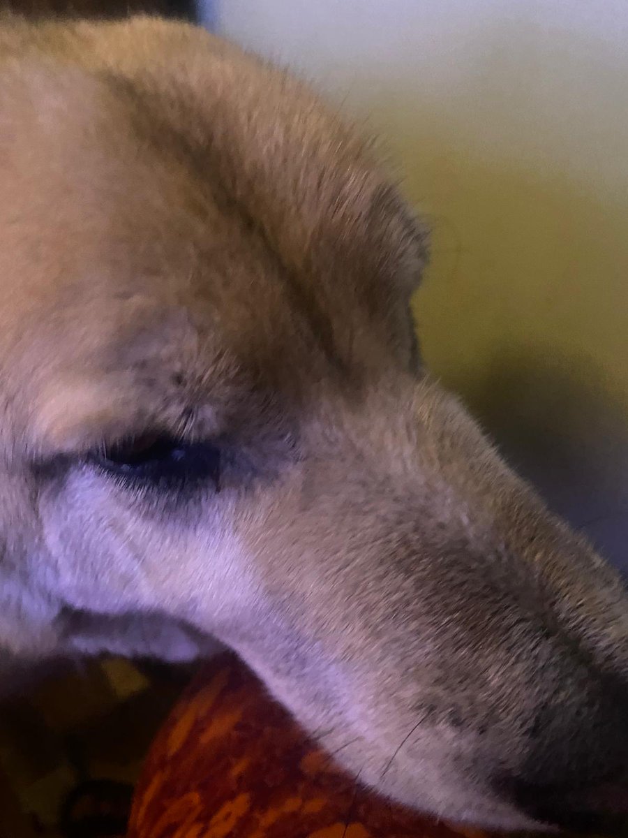 Nicola Duke tweet media