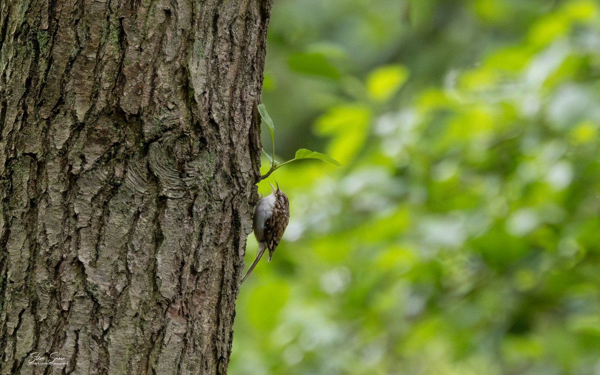 SteveSnow6's tweet photo. Very nice day at @RSPB_Strumpshaw on Wednesday Marsh harries trying a food pass in front of the hide and failing. Even managed a Tree Creeper on the walk back through the woodland https://t.co/qfRt4vTDOx