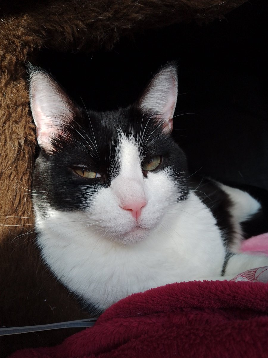 Meu gato sendo mais fotogênico que eu 😺

#cat #gato #cute #maedepet