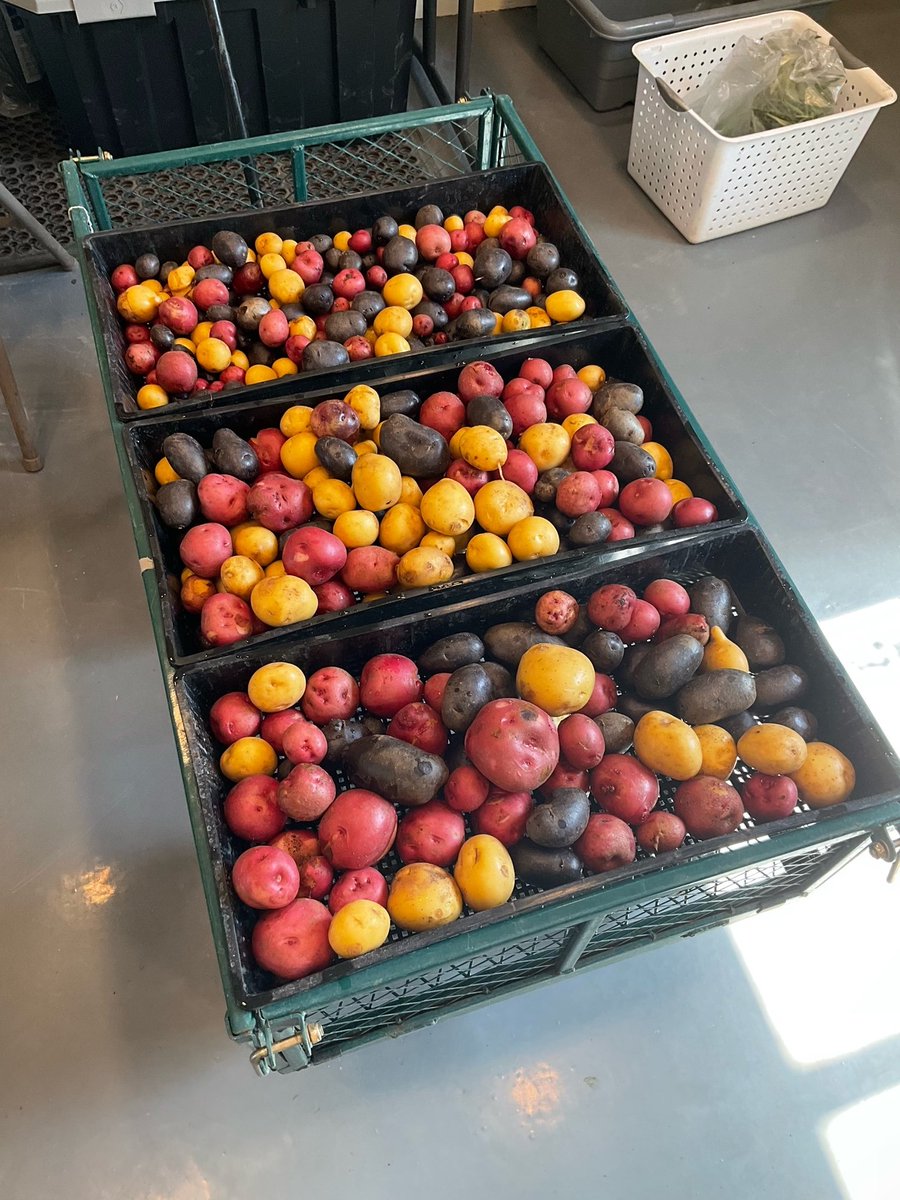 PCG_News's tweet image. The agriculture department has harvested hundreds of pounds of vegetables this season. Great news for food services!