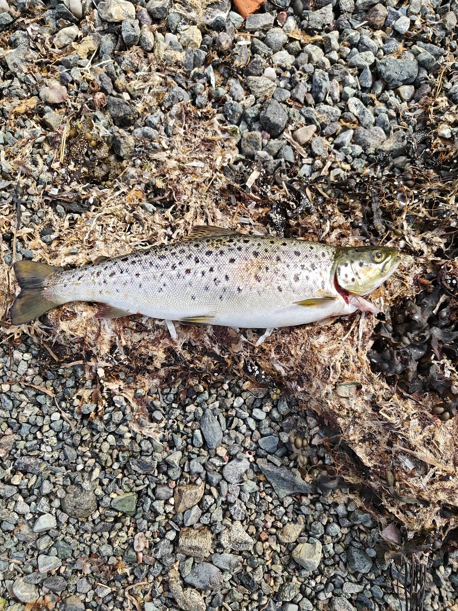 AtleM's tweet image. Når man har med yngstejenta på sjøørret fiske å hu gruser far så lukter det arveløs lang vei 😂