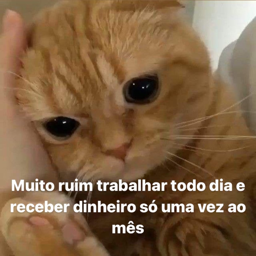 PEDRÃO tweet media