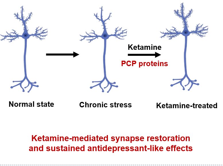 UCSD BioSciences (@ucsdbiosciences) on Twitter photo The Zou Lab ID'd mechanisms underlying the sustained anti-depressant effects of ketamine. A signaling pathway, the planar cell polarity, regulates glutamatergic synapses and mediates recovery of synaptic connections by low-dose ketamine. rdcu.be/dKnUU Graph: BioRender The Zou Lab ID'd mechanisms underlying the sustained anti-depressant effects of ketamine. A signaling pathway, the planar cell polarity, regulates glutamatergic synapses and mediates recovery of synaptic connections by low-dose ketamine. rdcu.be/dKnUU Graph: BioRender