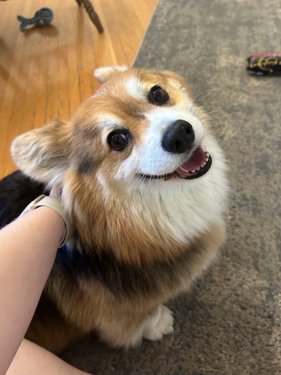 This is the face Delta makes right after I give her 20 tiny kisses in a row on her forehead 🥹 
To be loved by a dog is like nothing else. 
<a href="/dog_rates/">WeRateDogs</a>