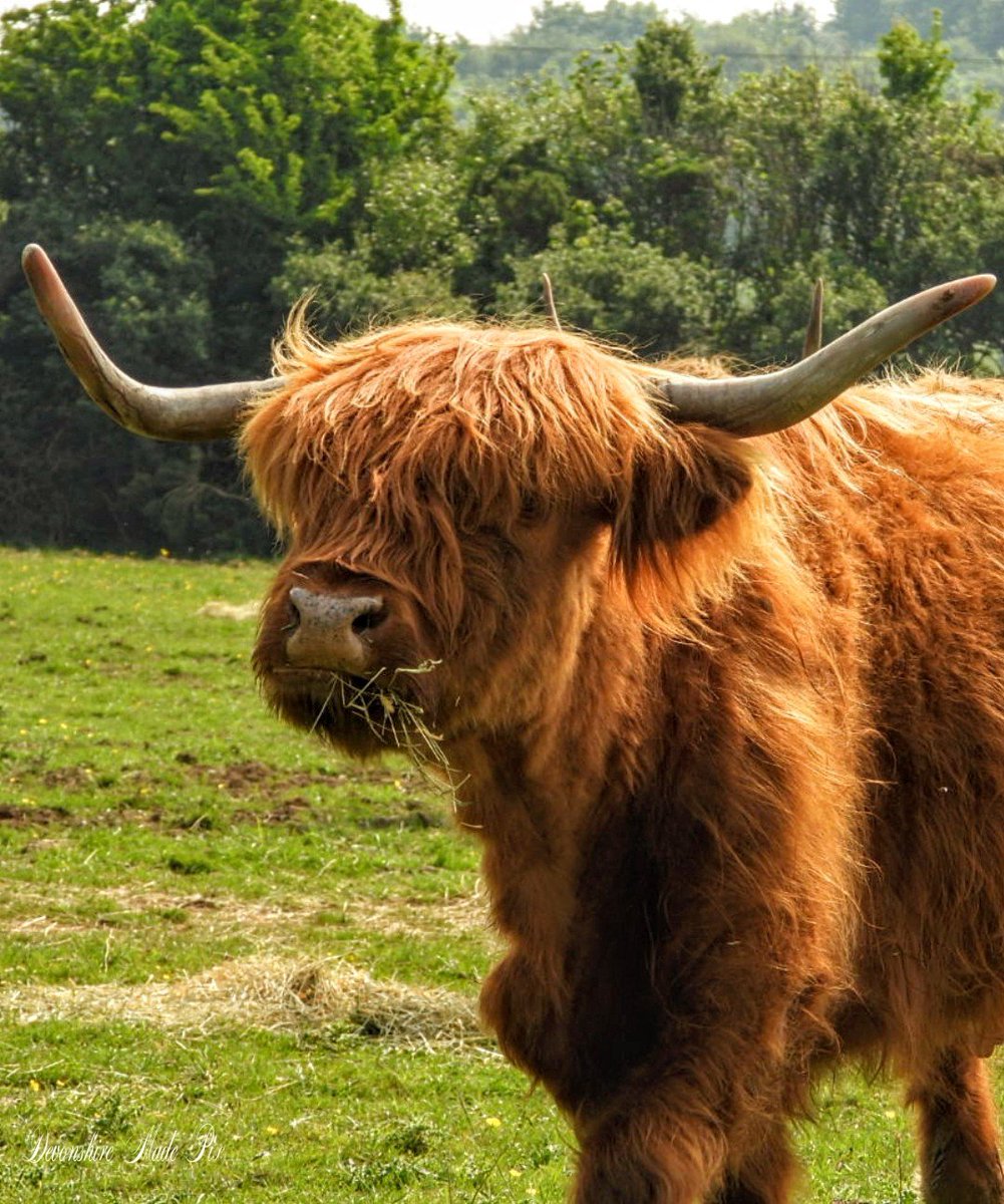 DevonMadePix's tweet photo. "Channeling my inner cow whisperer."
God I do love these Highland Coo's 💖
#photooftheday #farming #highlandcow #lovethemsomuch #lovewhereyoulive #photographer https://t.co/Yy2VvNGf3K