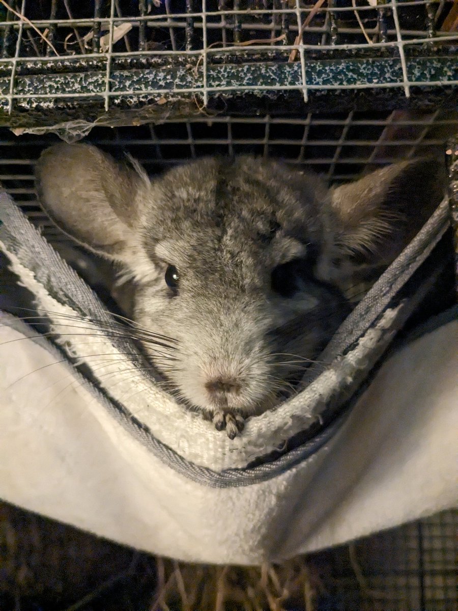 HeyItsHoolie's tweet photo. bonus pics of Luna in her hammock https://t.co/U2DlYFE14j