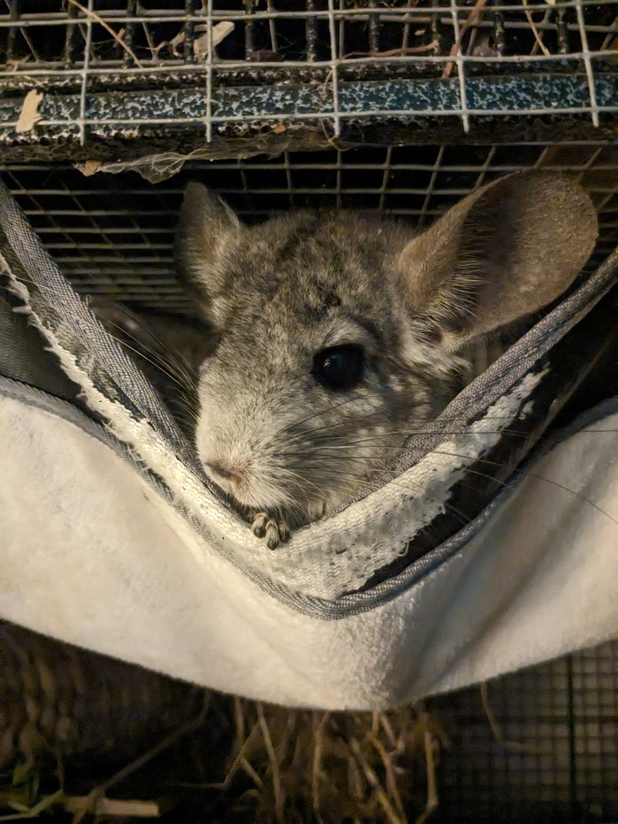 HeyItsHoolie's tweet photo. bonus pics of Luna in her hammock https://t.co/U2DlYFE14j