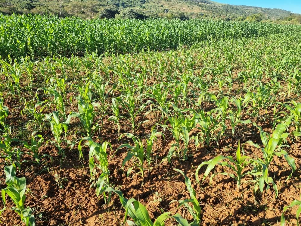 Professor Obert Jiri concluded his tour by visiting the recently rehabilitated Cashel Valley Cluster Irrigation Scheme in Chimanimani District.  The 11 schemes, which include Svinurai, Mandima, Bolton, Quaggas, Ruwaka, Malaysia and Mutambara have a combined 600 hectares.