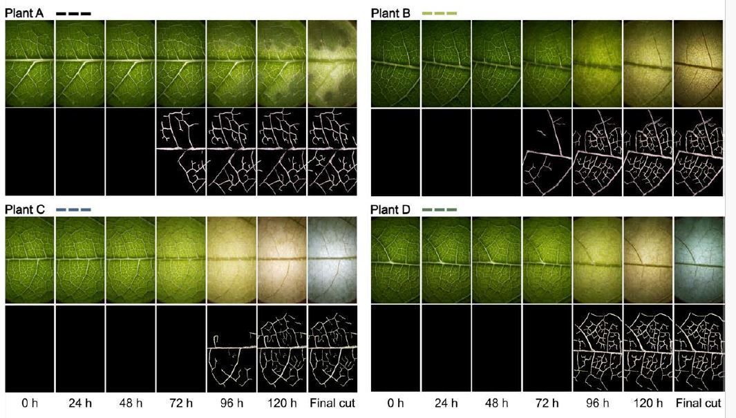 Plant Physiology (@plantphys) on Twitter photo Shoot hydraulic impairments induced by root waterlogging: parallels and contrasts with drought-Eduardo J Haverroth, Cristiane J Da-Silva, Matthew Taggart, Leonardo A Oliveira, Amanda A Cardoso buff.ly/4cCnPqz <a href="/eduhaverroth/">Eduardo José Haverroth</a> @amandaacardoso1 <a href="/Leonardo4raujo/">Leonardo Araujo Oliveira</a> <a href="/ASPB/">ASPB</a> #PlantSci Shoot hydraulic impairments induced by root waterlogging: parallels and contrasts with drought-Eduardo J Haverroth, Cristiane J Da-Silva, Matthew Taggart, Leonardo A Oliveira, Amanda A Cardoso buff.ly/4cCnPqz <a href="/eduhaverroth/">Eduardo José Haverroth</a> @amandaacardoso1 <a href="/Leonardo4raujo/">Leonardo Araujo Oliveira</a> <a href="/ASPB/">ASPB</a> #PlantSci