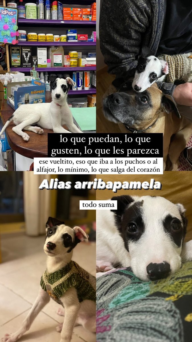 PauFFFernandez's tweet photo. parecía que venía todo bien cuando repentinamente dejó de comer y tomar agua, y sorpresa para pocos…. Hola parvovirus 🥲
es muy chiquita, tiene 2 meses, pesa 2kg, va a ser una galga increíble si le damos la oportunidad.
Está internada y necesito que me den una mano https://t.co/9qALwEYGQ1
