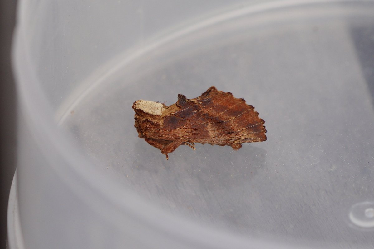 AlMcNee's tweet photo. A few days on and not a lot more until Bob McMillan @SkyeBirdsBob brought his trap and our combined efforts produced a few good moths. Coxcomb Prominent, Map-winged Swift, Scalloped Hook-tip and Poplar Hawk-moth. https://t.co/wDwrd9evFf