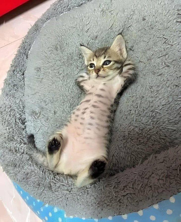 strangecatpics's tweet photo. real chiller https://t.co/1RwGD9Higx