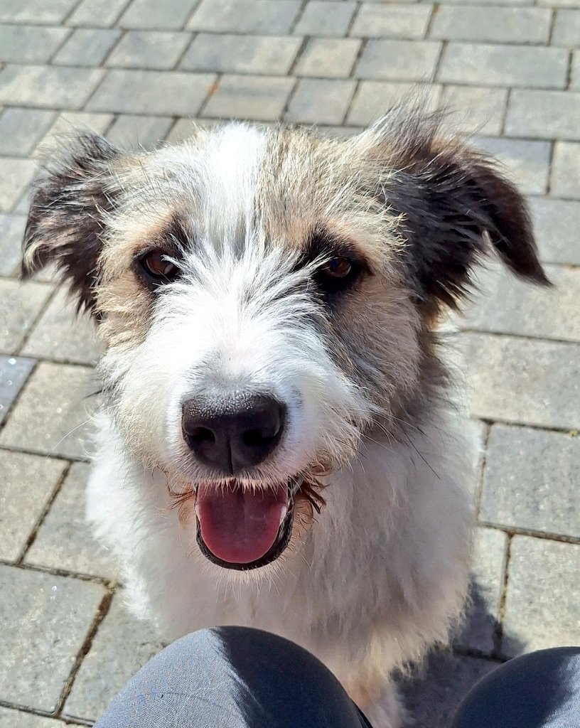 coombes_angie's tweet photo. Sorry I've not been posting much, been so busy with #invigilating for about 5 weeks. #GCSEs almost finished but straight into #mocks for year 10 next week!
Also still busy with my #dogs & #cats
Few photos from this week.
Introducing Dana, a new rescue I'm #petsitting for ❤️ https://t.co/vQjFNovGWW