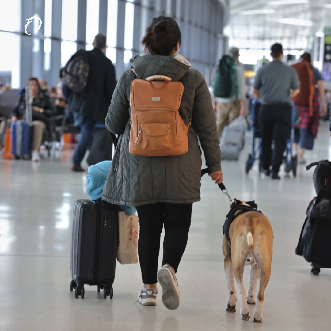 tocumenaero's tweet photo. Recuerda que tenemos un espacio especial para tu mascota, el #PetRelief es totalmente gratis y está ubicado justo al frente de la puerta 130 🐶⁠
⁠
¡Todo por nuestros mejores amigos y compañeros de viaje! 🐕‍🦺🐈⁠
⁠
#LaPuertaDeLasAméricas⁠
#AeropuertoDeTocumen⁠
#CambiamosPorTi https://t.co/9dMMjf1W07