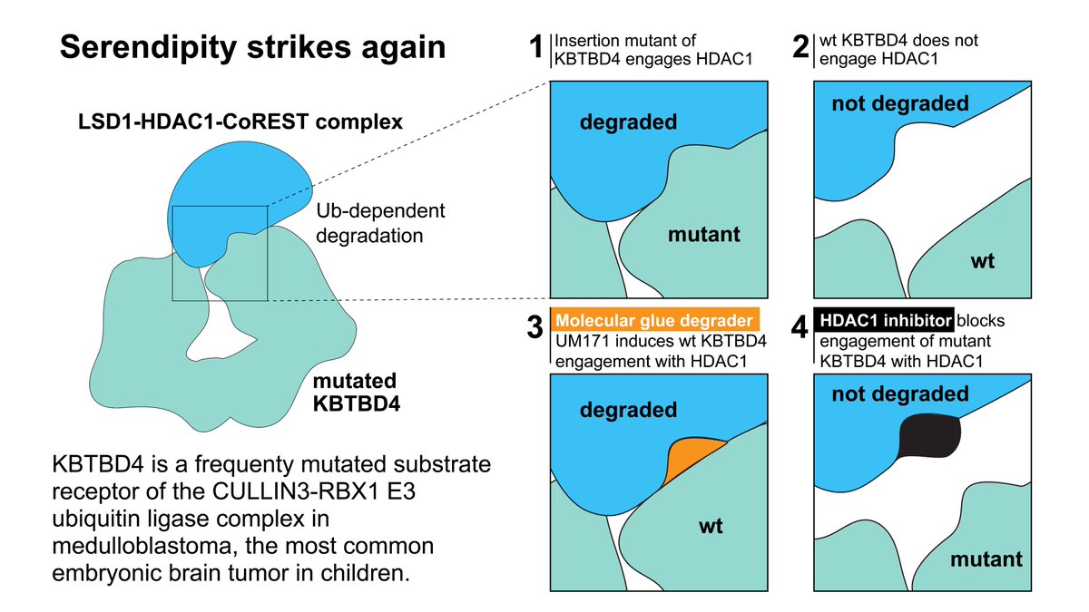 (1/3) With final revisions underway for our 1st Arena publication—a Perspective by <a href="/SchreiberStuart/">Stuart Schreiber</a> likening molecular glues to mutations &amp; PTMs authors.elsevier.com/sd/article/S24…—serendipity (&amp; Brian Liau's Lab) uncovered a glue mimicking an insertion! #chembiol biorxiv.org/content/10.110…