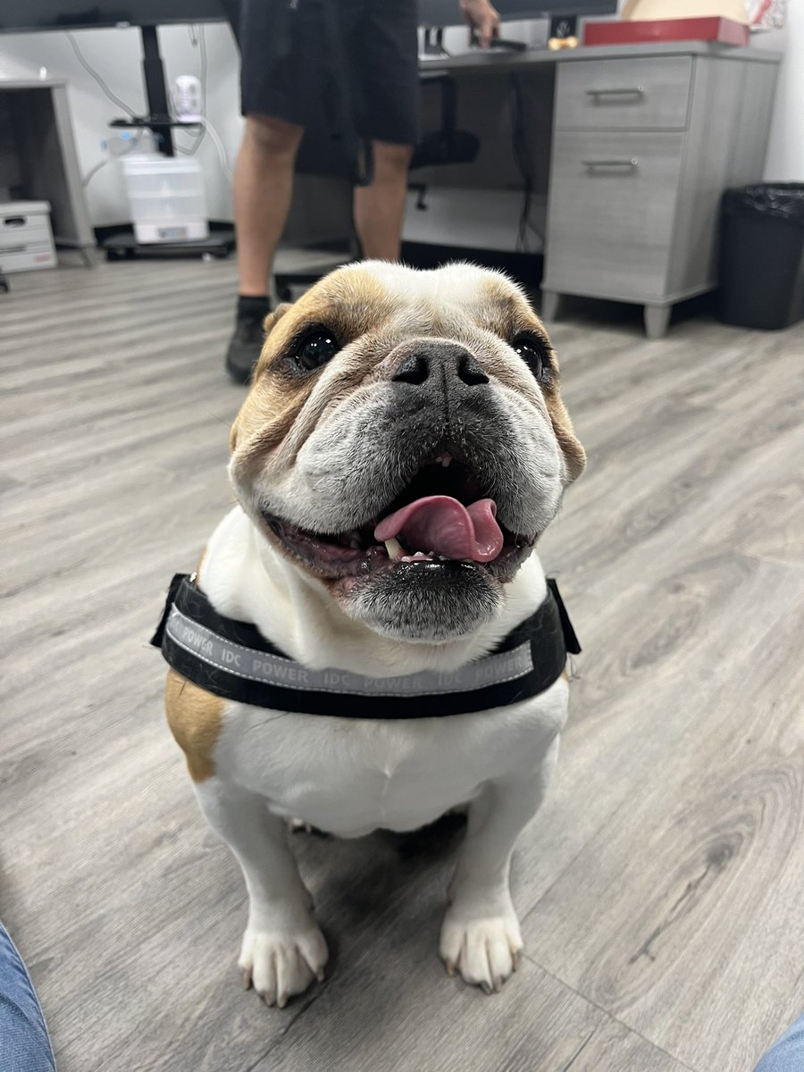 sudotechnical's tweet image. Good day in the office.
Dogs and also… donuts on that desk back there.