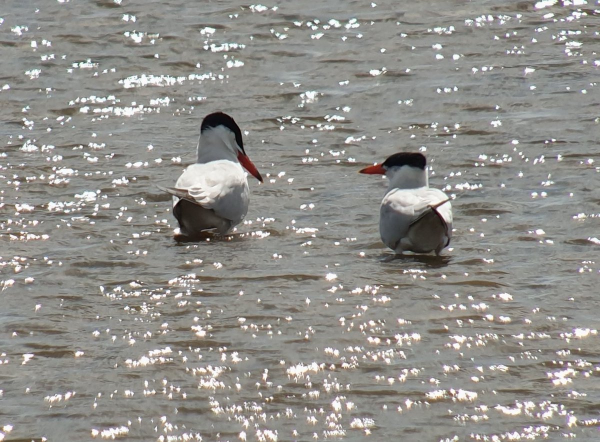 Been a while since I was at WWT Llanelli, but well worth the visit for these two bad asses.