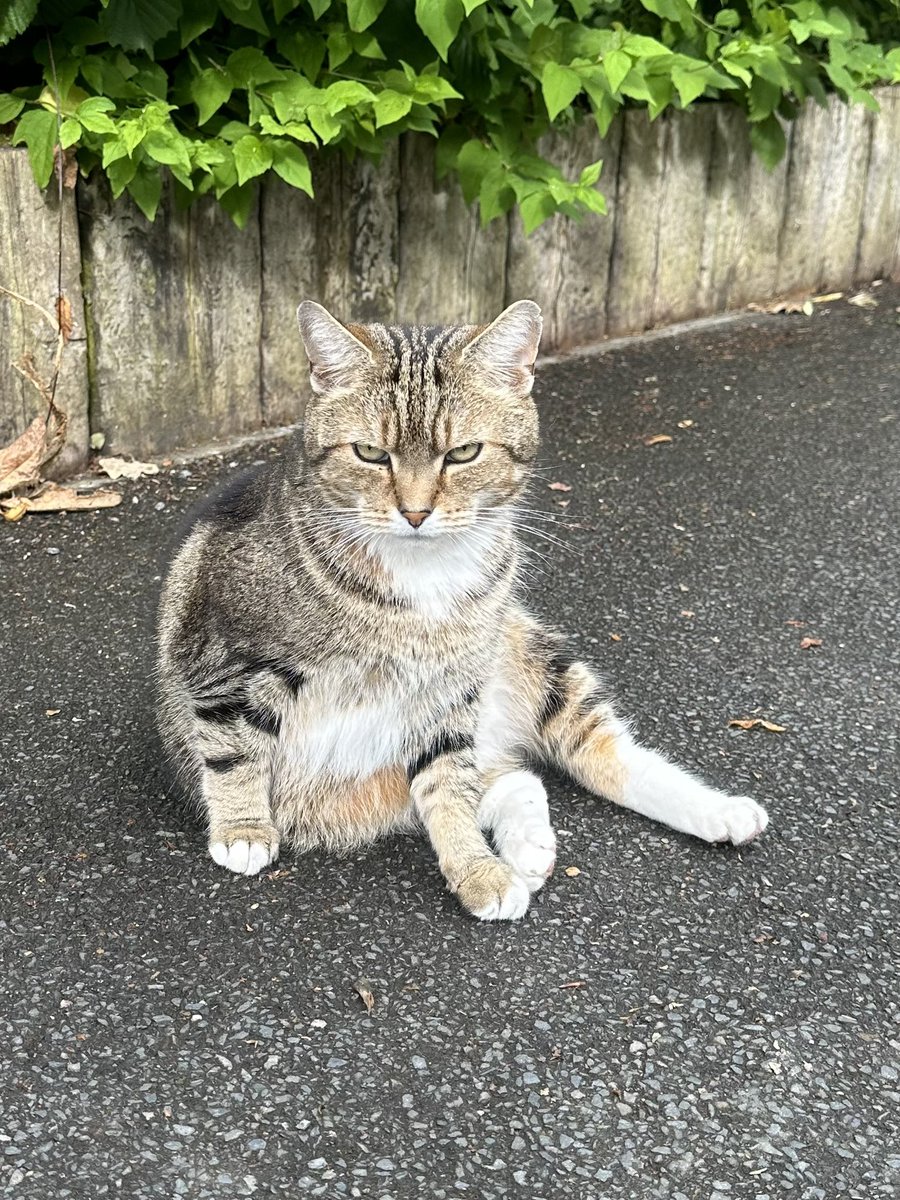 detsupt_doughty's tweet photo. @Longarmofthepaw Colin - didn’t seem pleased to see me this morning? https://t.co/X0wPxUlcjQ