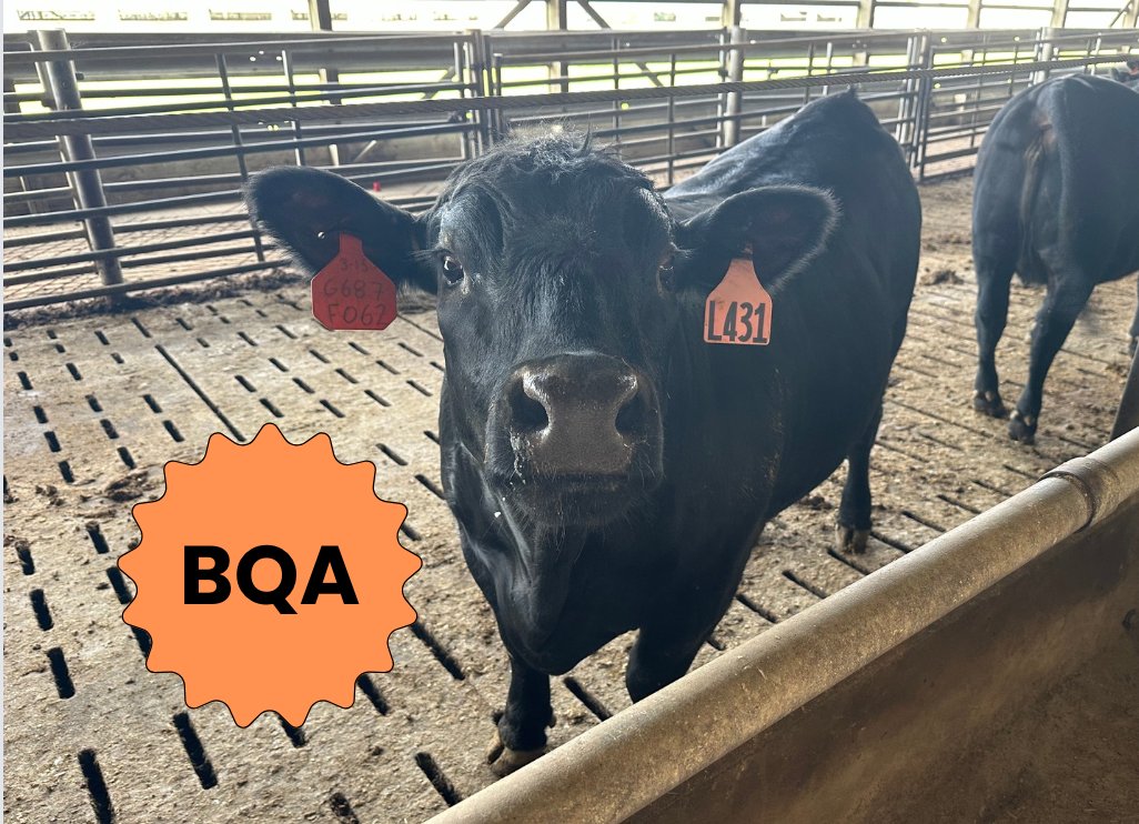 Beef Quality Assurance provides producers with information and resources to improve on practices for safety, well-being, and quality of beef cattle. BQA also has the option for free certification, online or in-person. Use the link below to find out more!
bqa.org