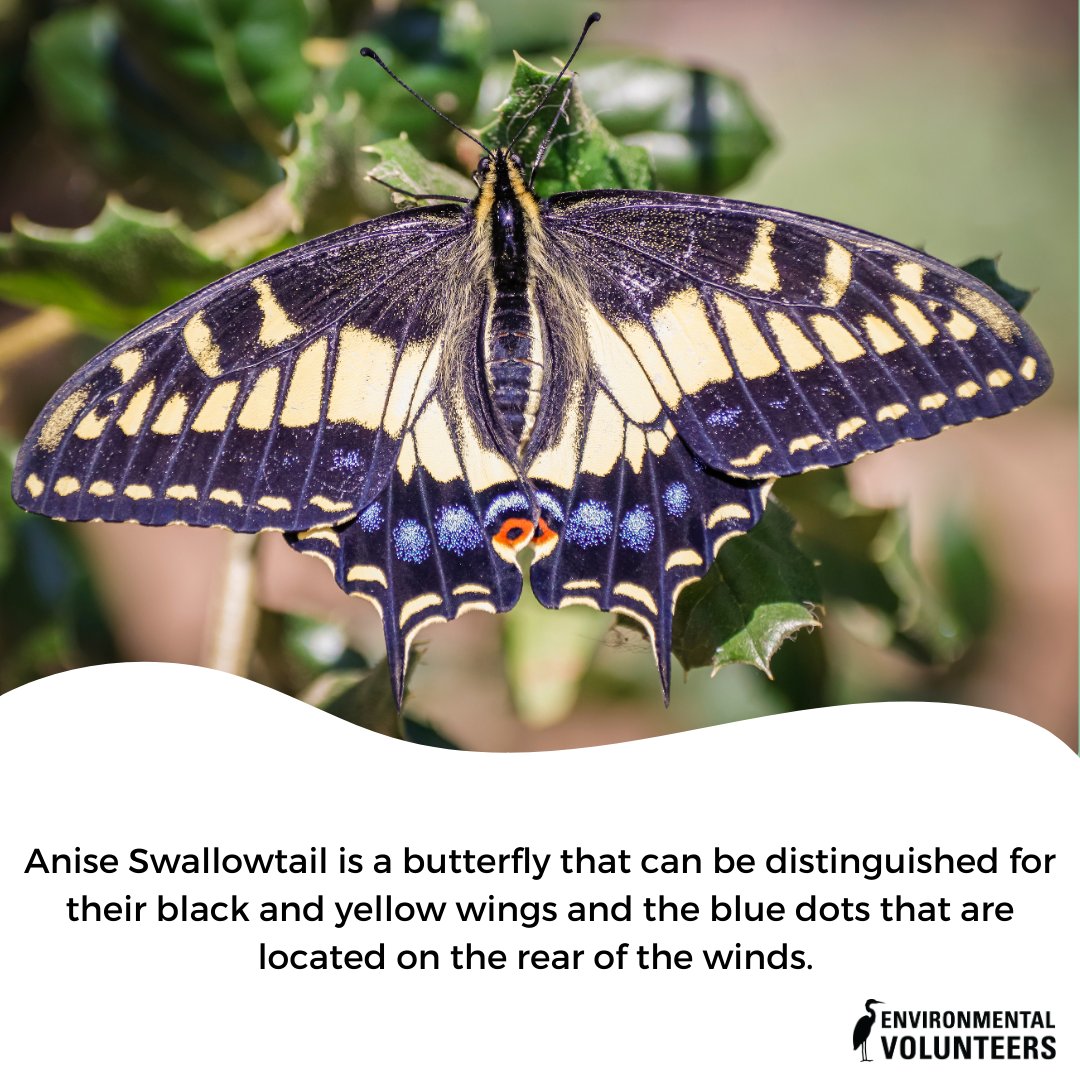 EnviroVolun's tweet photo. Discover some interesting facts about the Anise Swallowtail!

Photos courtesy of Canva Pro

#Butterflies #AniseSwallowtail #Swallowtail #Baylands #FunFactFridays #Nature #Insects #EnvironmentalVolunteers #EcoCenter #Spring https://t.co/DK4m9A5axR
