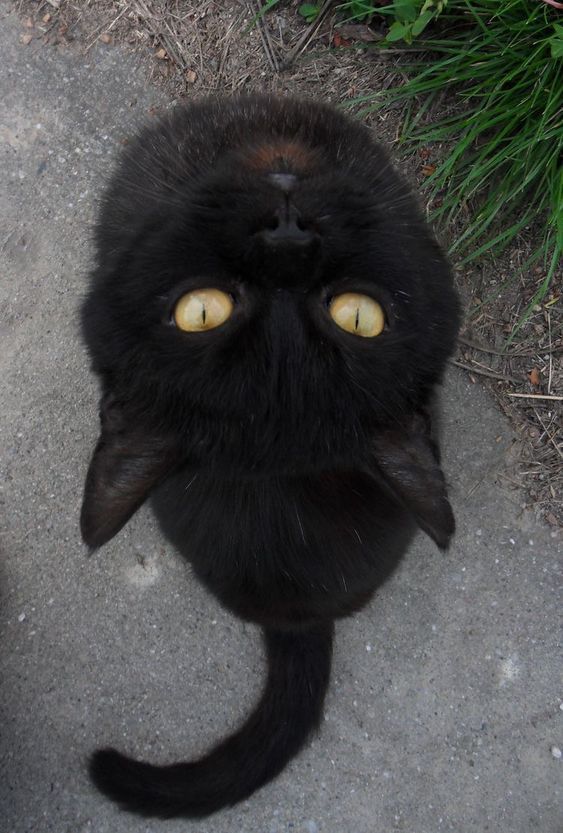 blackscats's tweet photo. https://t.co/yMknnK7Ix0