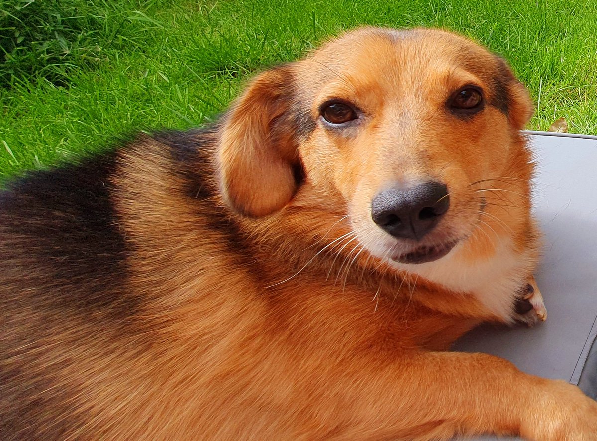 bellow_tech's tweet image. &quot;What u smirking about?&quot;...
It&apos;s Friday so you&apos;re mine for 2 days 😁 #PhotoFriday of our #pooch