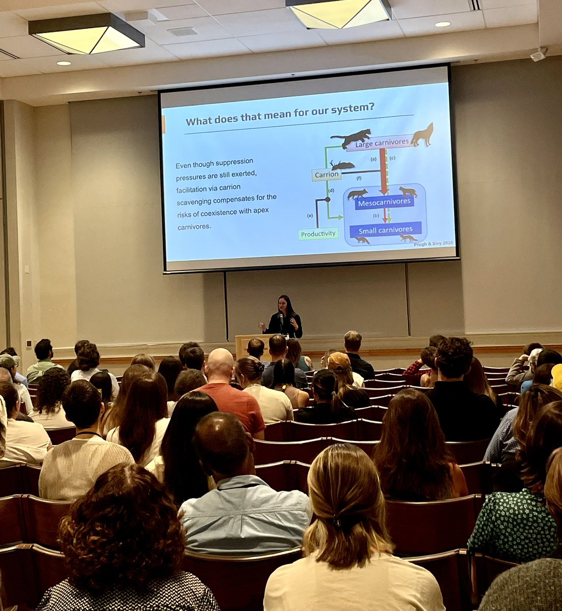 Stotra Chakrabarti, PhD (@stotrachakraba2) on Twitter photo Super proud of <a href="/Macalester/">Macalester College</a> alum in my lab, (TL) Zoe Lowe, presenting our work on carnivore interactions in Yellowstone at #ASMBoulder @MammalMeetings 🐺🦊🐾 keep an eye out for this rising rockstar!! 🤩 Huge shoutout to all collaborators/coauthors 🙏🏽
📸 shared with permission Super proud of <a href="/Macalester/">Macalester College</a> alum in my lab, (TL) Zoe Lowe, presenting our work on carnivore interactions in Yellowstone at #ASMBoulder @MammalMeetings 🐺🦊🐾 keep an eye out for this rising rockstar!! 🤩 Huge shoutout to all collaborators/coauthors 🙏🏽
📸 shared with permission