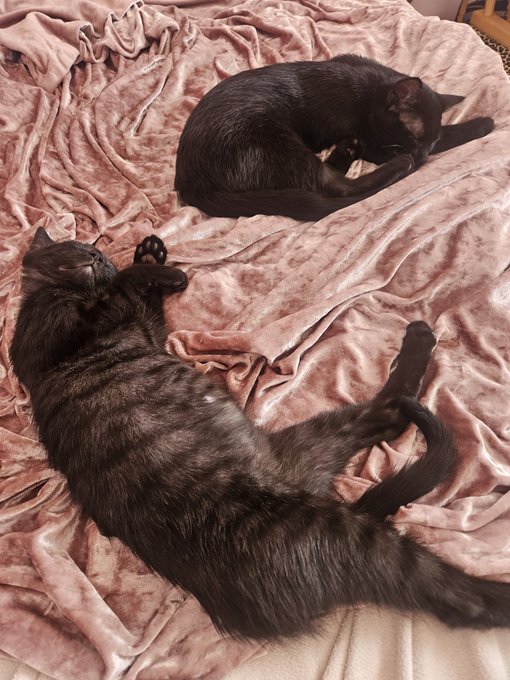 My new bb kittens, Drake and Kendrick.  Can you guess who is who? 😂 https://t.co/GbSUd8KKHJ