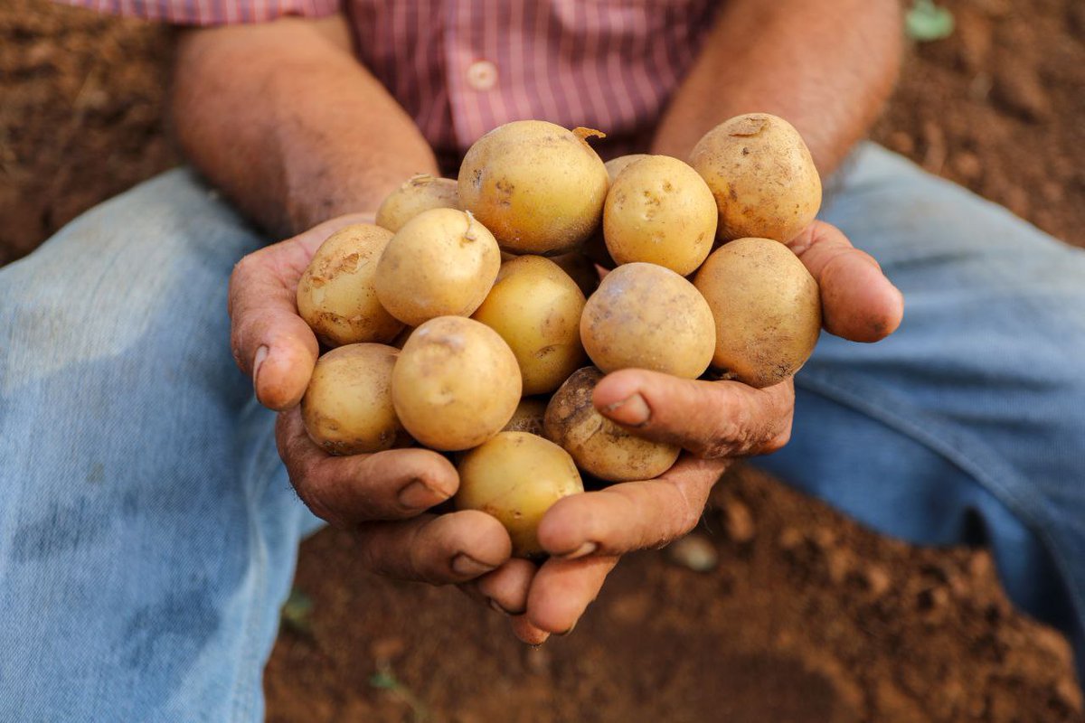 fonacit_ve's tweet photo. #14Jun || 🌱🥔 El centro de investigación #Cebisa, registra un incremento de 5.900 % de producción de semillas criollas de papa y de otros rubros, generando beneficios en materia de sustitución de importaciones.
+Info: https://t.co/mgU7N2MFte
#VenezuelaYSuGenteBella https://t.co/ZTZ8zr1adD