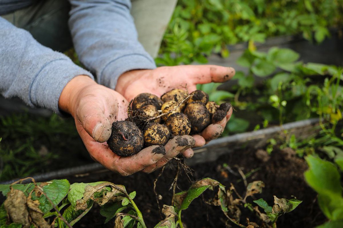 fonacit_ve's tweet photo. #14Jun || 🌱🥔 El centro de investigación #Cebisa, registra un incremento de 5.900 % de producción de semillas criollas de papa y de otros rubros, generando beneficios en materia de sustitución de importaciones.
+Info: https://t.co/mgU7N2MFte
#VenezuelaYSuGenteBella https://t.co/ZTZ8zr1adD