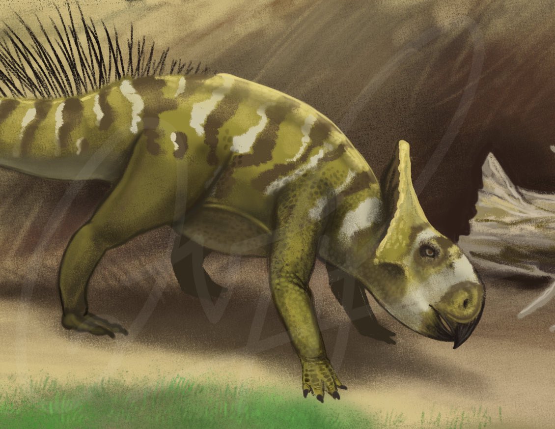 Not exactly finished with this painting yet, but here is my Cretaceous scene depicting Pachyrhinosaurus! A curious Montanoceratops can be seen sniffing the ground in search of food.

#Sciart #Scicomm #Paleoart #Paleontology #Dinosaur
