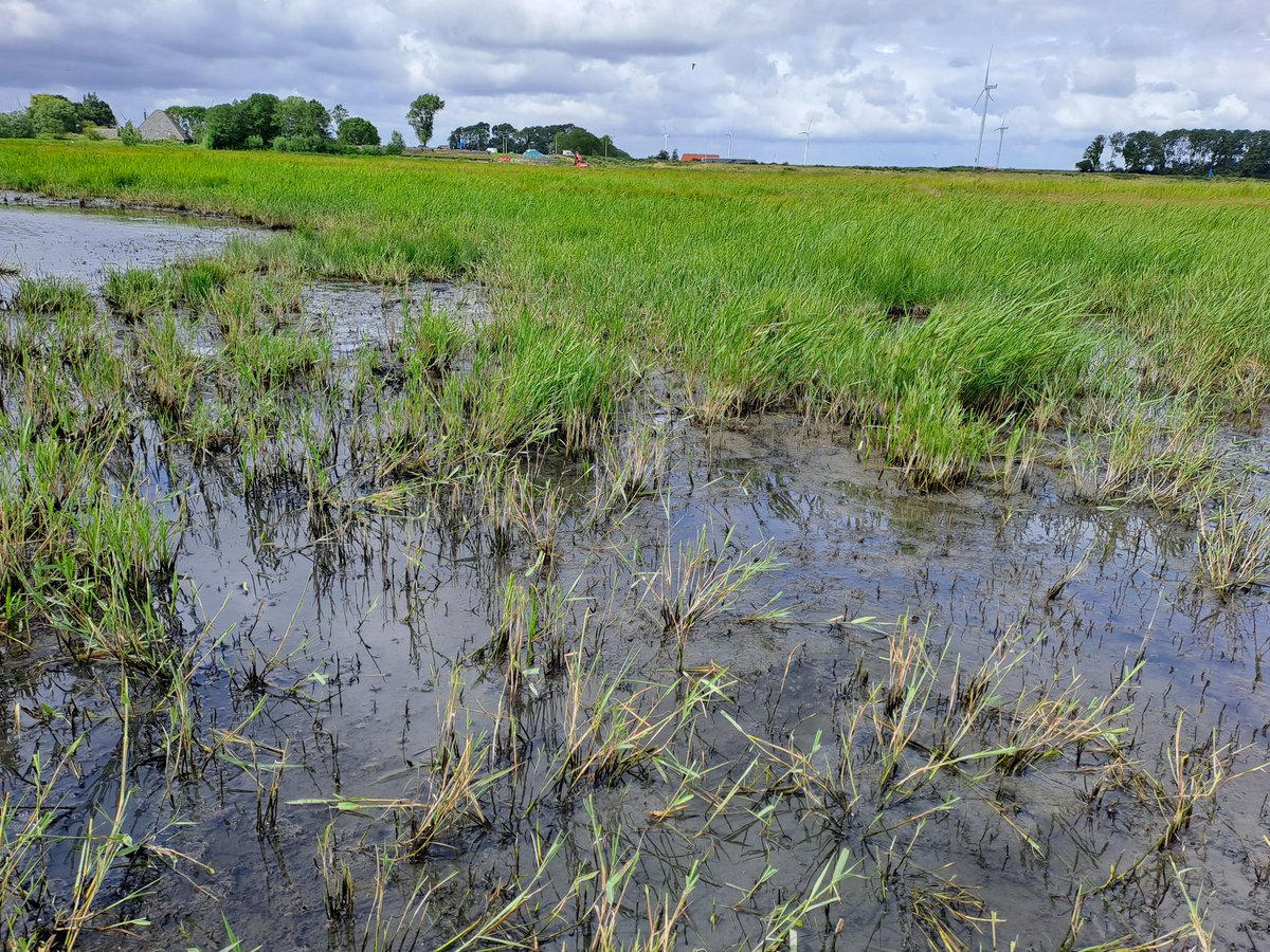 Deze dagen druk met aflopen graslanden @landschapnh i.v.m. maaidatum 15 juni, grote verschillen in broedsucces tussen terreinen. Opmerkelijk: roepende Kwartel in witbol-perceel, alarmerende Zomertaling vrouw en laat legsel Tureluur!