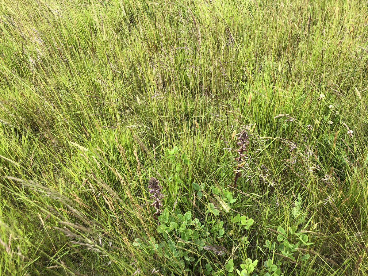 Day 14 of #30DaysWild Out in Norfolk - Wendling Beck- with colleagues from Wildlife Trusts, water sector and others. Able to enjoy some wonderful nature too. Bee orchid, hornet and broomrape. 👇