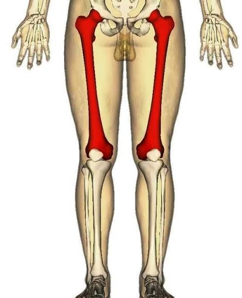 Interesting fact: the femur (the main bone in the thigh) once injured &amp; the thigh compartments can carry upto 3 lites of blood. Note the total in the whole body is 5 Litres. So yes, a gunshot on the thigh might seem small in Hollywood but kwa ground it's very serious business.