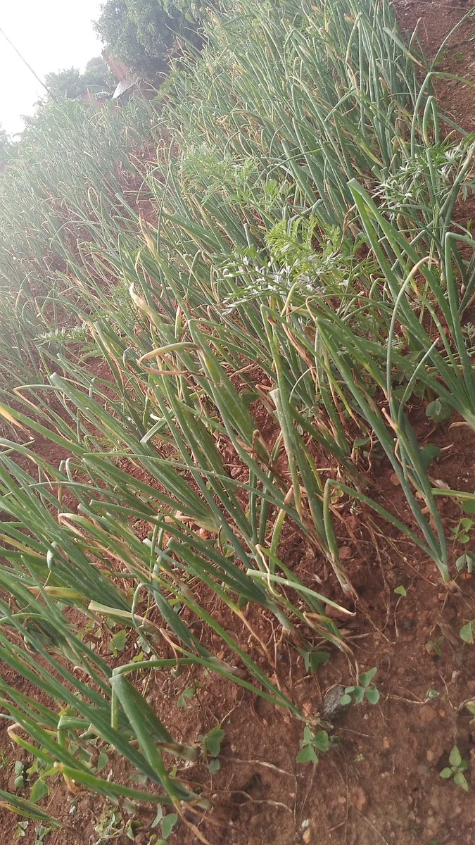 ObuntuFarm's tweet image. Thank you, #Kiapi family. It&apos;s a blessing to be associated with you on this journey to improve household income &amp;amp; create household wealth. @OWC_ug, @Odongo2021, @FrancisMaberi, @PDMSecretariat, @PSF_Uganda, @pamdebams, @unwomenuganda, @PaulinaUNWomen, @NassaliAminah, @MbaleHotel