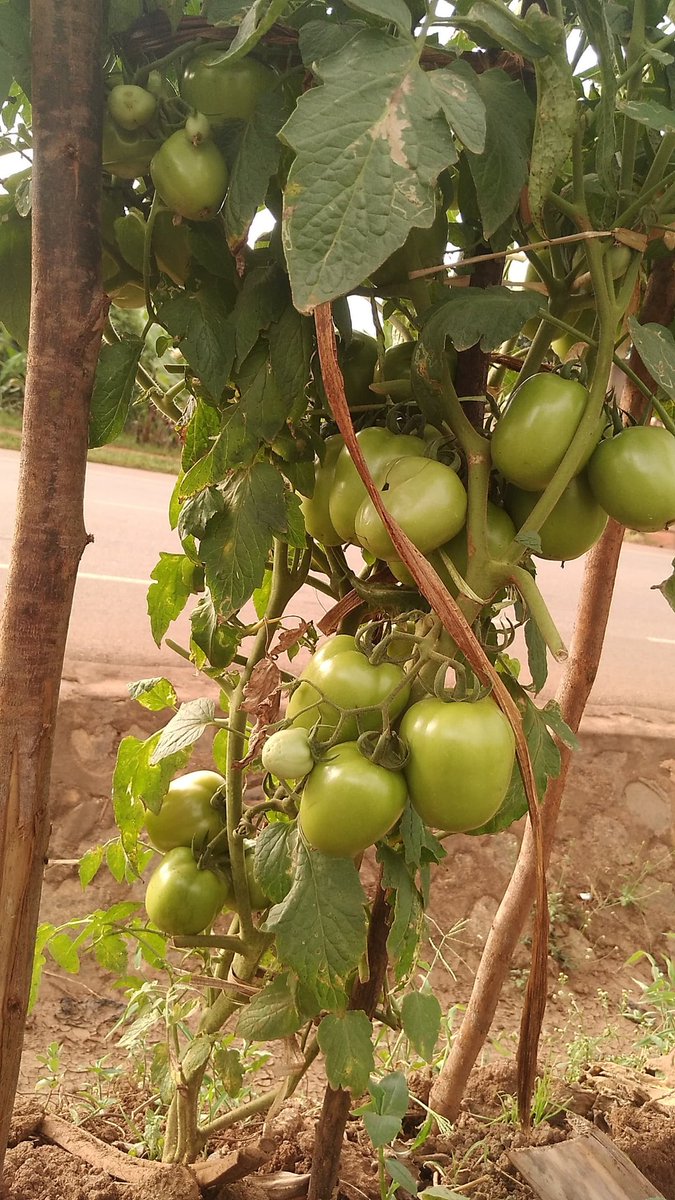 ObuntuFarm's tweet image. Thank you, #Kiapi family. It&apos;s a blessing to be associated with you on this journey to improve household income &amp;amp; create household wealth. @OWC_ug, @Odongo2021, @FrancisMaberi, @PDMSecretariat, @PSF_Uganda, @pamdebams, @unwomenuganda, @PaulinaUNWomen, @NassaliAminah, @MbaleHotel