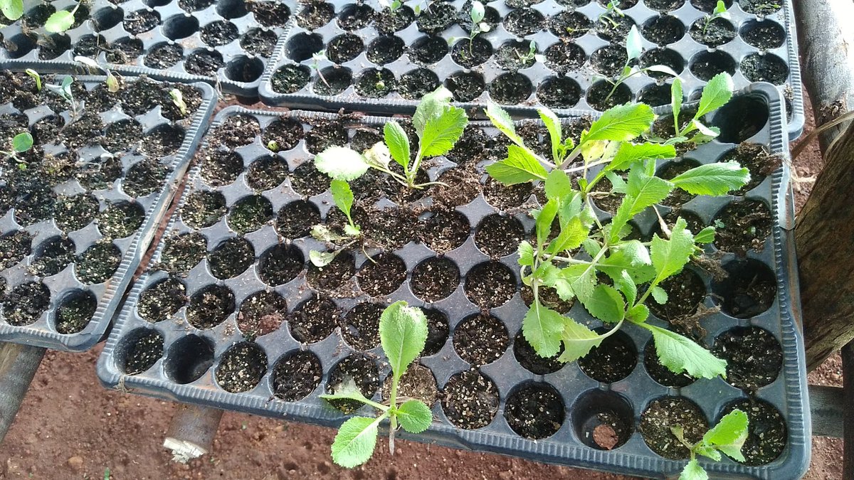 ObuntuFarm's tweet image. Thank you, #Kiapi family. It&apos;s a blessing to be associated with you on this journey to improve household income &amp;amp; create household wealth. @OWC_ug, @Odongo2021, @FrancisMaberi, @PDMSecretariat, @PSF_Uganda, @pamdebams, @unwomenuganda, @PaulinaUNWomen, @NassaliAminah, @MbaleHotel