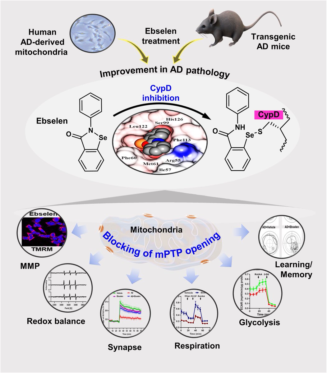 Brain1878's tweet photo. Mitochondrial dysfunction is an early pathological feature of Alzheimer’s disease. Samanta et al. show that ebselen, a cyclophilin D inhibitor, rescues mitochondrial and cognitive function in preclinical Alzheimer’s disease models. https://t.co/MLBA2HCkEM https://t.co/0j4tlUDXAM
