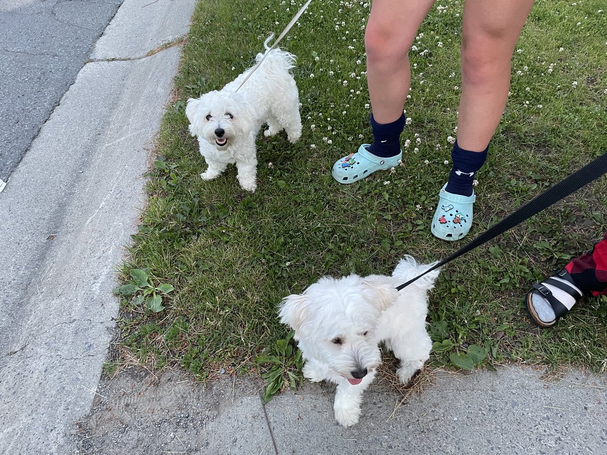 We found 2 dogs in old colony park.
They are at 859 Sandringham place
⁦<a href="/AwesomeKingston/">Awesome Kingston</a>⁩ ⁦<a href="/kingstonist/">Kingstonist</a>⁩ ⁦<a href="/CKWS_TV/">Global Kingston</a>⁩ 
Please help us find the owners!!!!