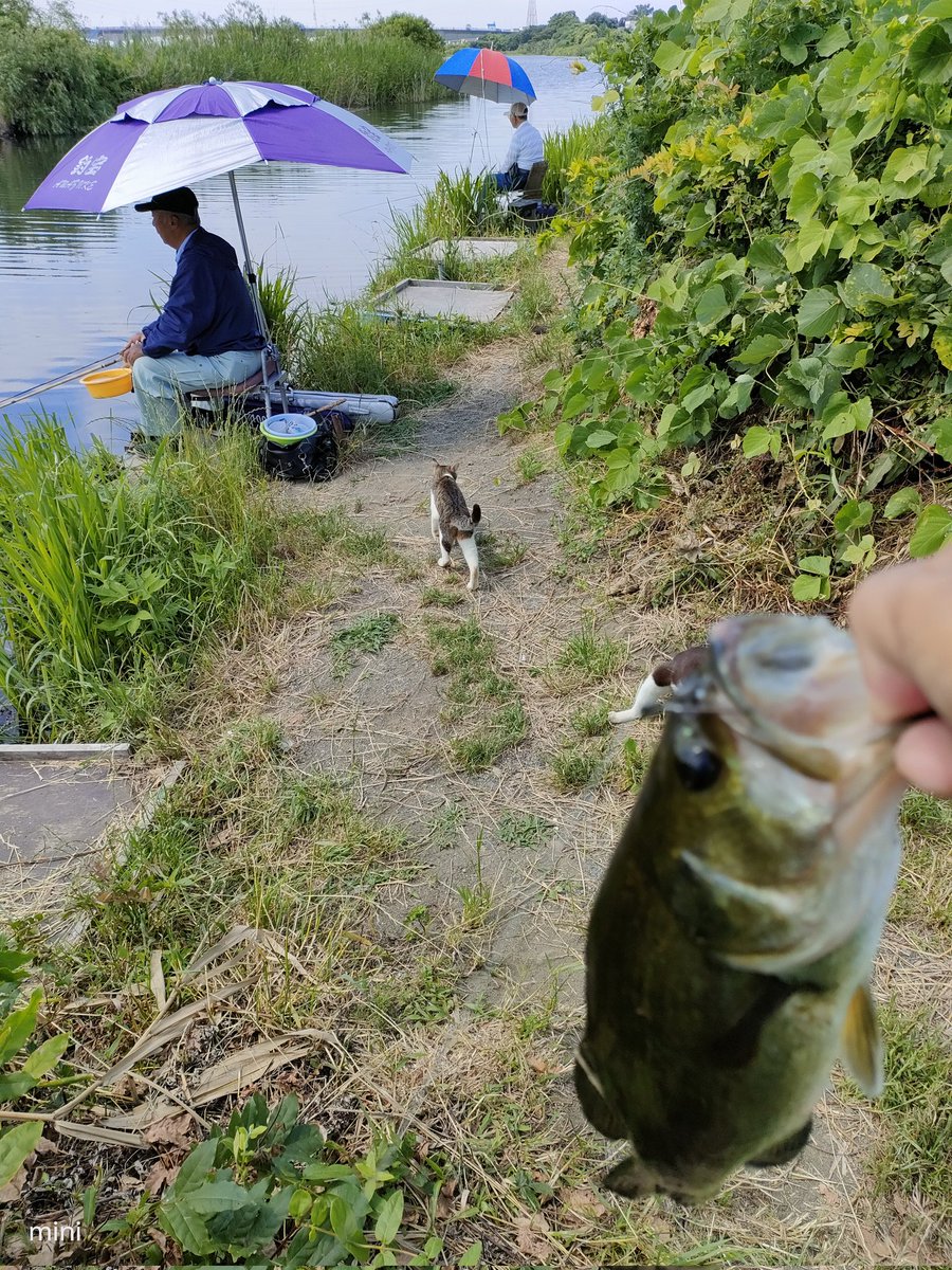 相模川バス釣り - Search / X