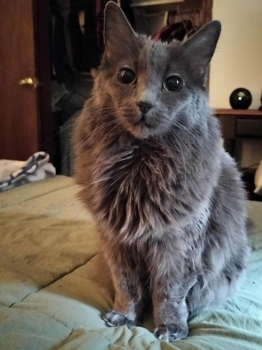 PhoenixWildish's tweet photo. #HRHPrincessDips wants to go outside for a bit. Have a nice night! @pragain0222 @ClaudetteGGibs1 @cawilsonaz @CoramayWilson @donkoclock @AZ_Brittney @KierstenWarren @kirkacevedo https://t.co/yoRRLcgVon