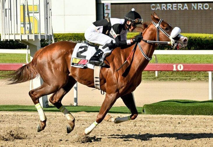 Estamos muy tristes por la partida de nuestra campeoncita ANATOLIA😢. Demostró su clase  en el Hipódromo La Rinconada. Estará por siempre en nuestros corazones. 💔#Hipismo