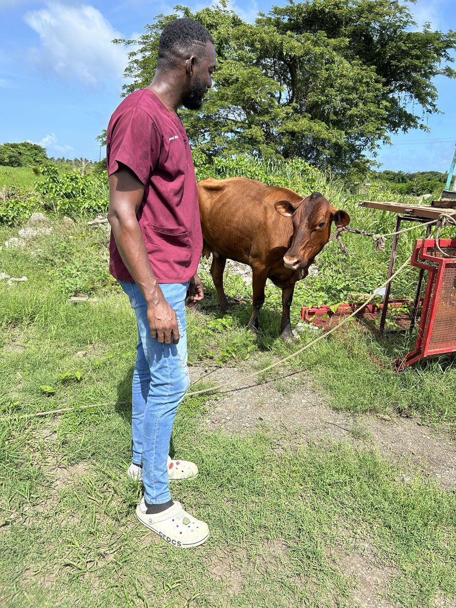 mcmclish's tweet image. Dedicated Veterinary Technician Micheal ensures our herd is healthy and thriving, one thorough physical exam at a time. 🐄 #VetTech #FarmLife #AnimalCare