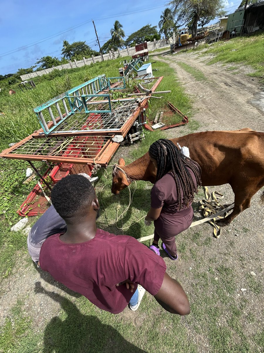 mcmclish's tweet image. Dedicated Veterinary Technician Micheal ensures our herd is healthy and thriving, one thorough physical exam at a time. 🐄 #VetTech #FarmLife #AnimalCare