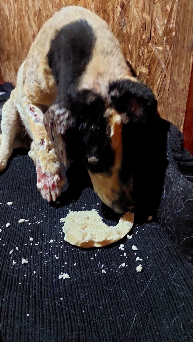 sol_palacios_m's tweet photo. Necesitamos llevarlo urgente al veterinario, tiene sus paridas heridas y al parecer es sarna. No sabemos que tiene. La idea es llevarlo mañana. La chica lo tendrá en su casa hasta que sane, esta muy herido. Porfa nos ayudan🙏🥺
Solange Palacios
Banco estado
Cuenta rut
17376209-7 https://t.co/Mok3So2GqS