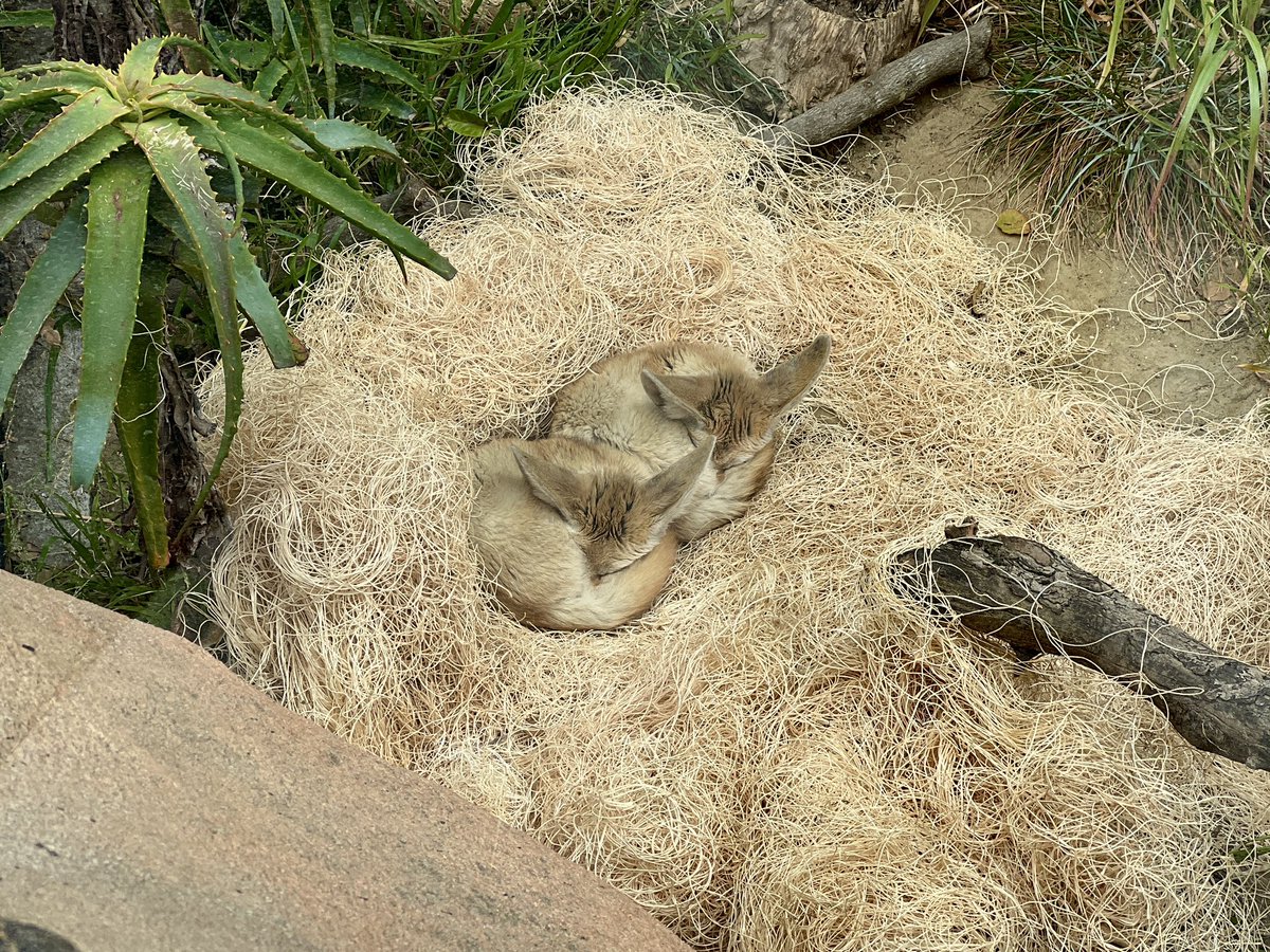 SantaBarbaraZoo's tweet image. A couple of fresh bagels hot out the oven for your #FoxFriday feed! 🦊🥯🦊